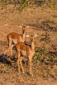 009 Timbavati Private Game Reserve, impala